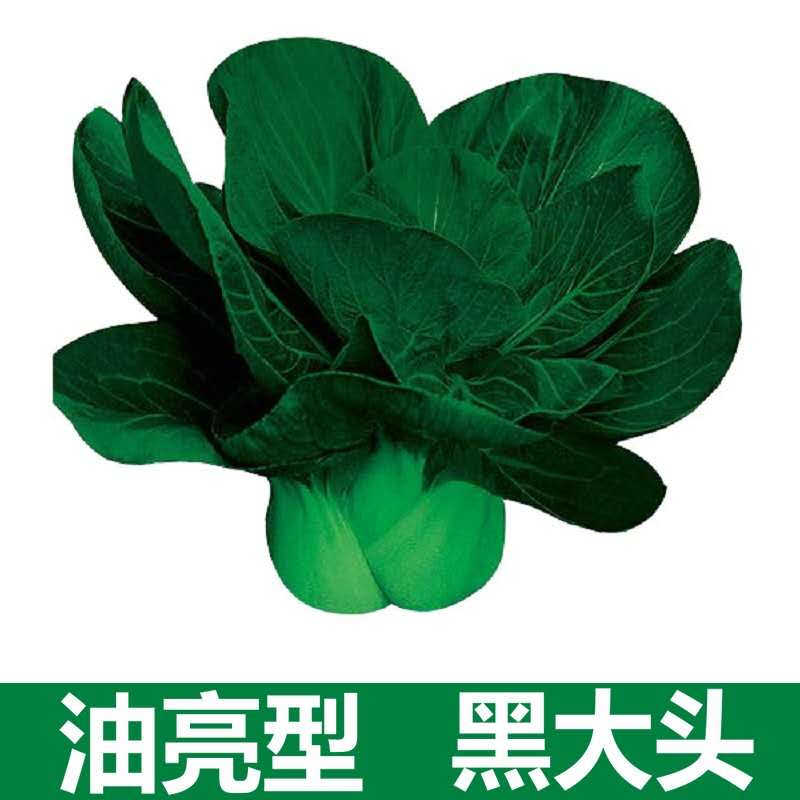 纳格兰蔬菜黑叶青菜种子黄大头油亮黑大头青菜种籽田园阳台大田油亮黑