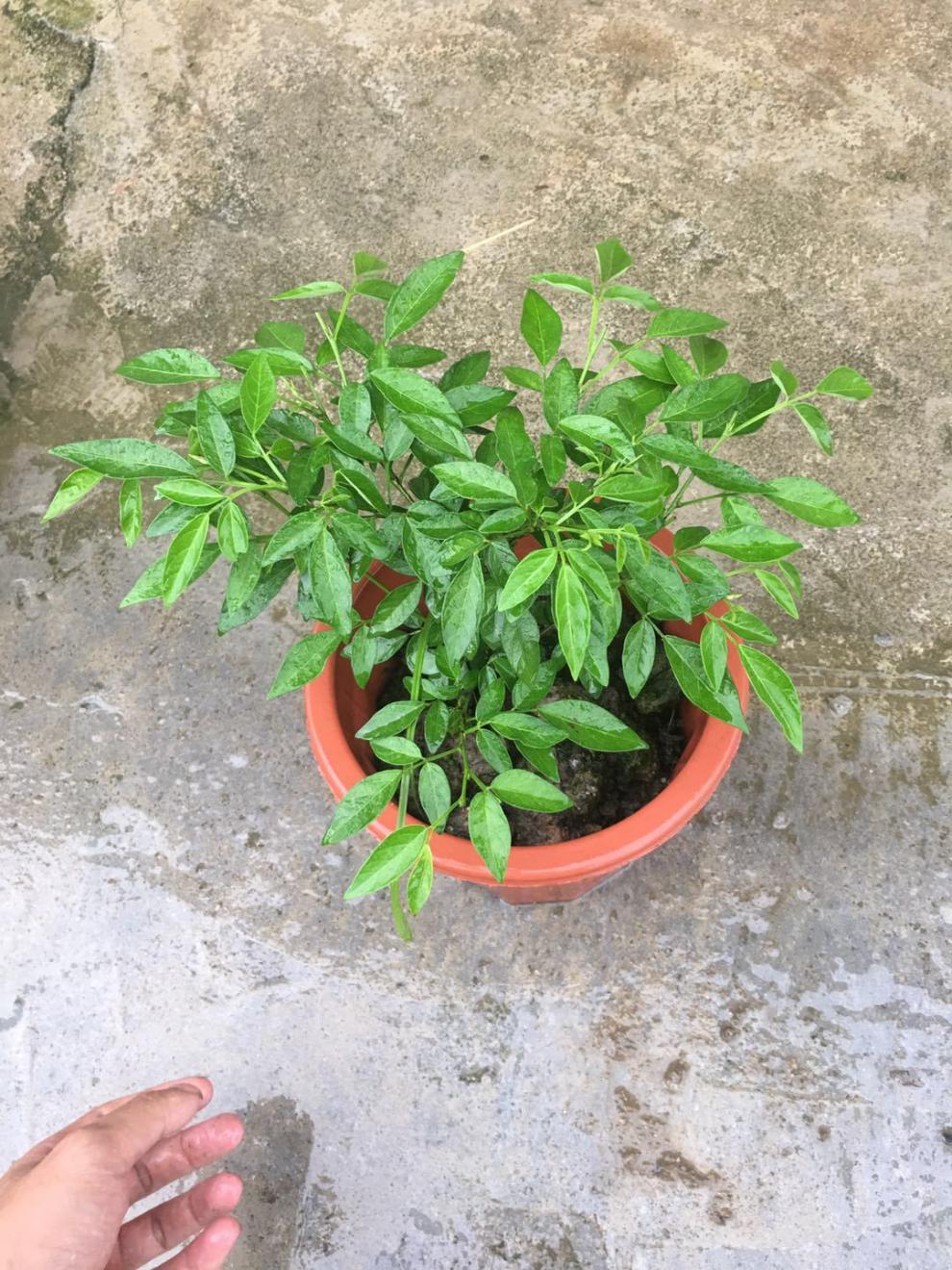 阳台庭院盆栽抹草苗仙草苗潮汕喜事绿植吉祥植物 石榴花3年苗(1)颗