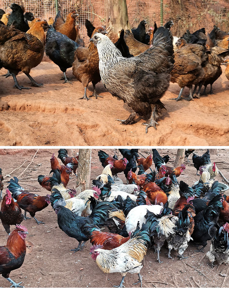 荣郁武定鸡云南名鸡脱温苗半大鸡半斤以上鸡苗活体鸡崽高脚土鸡彝族鸡
