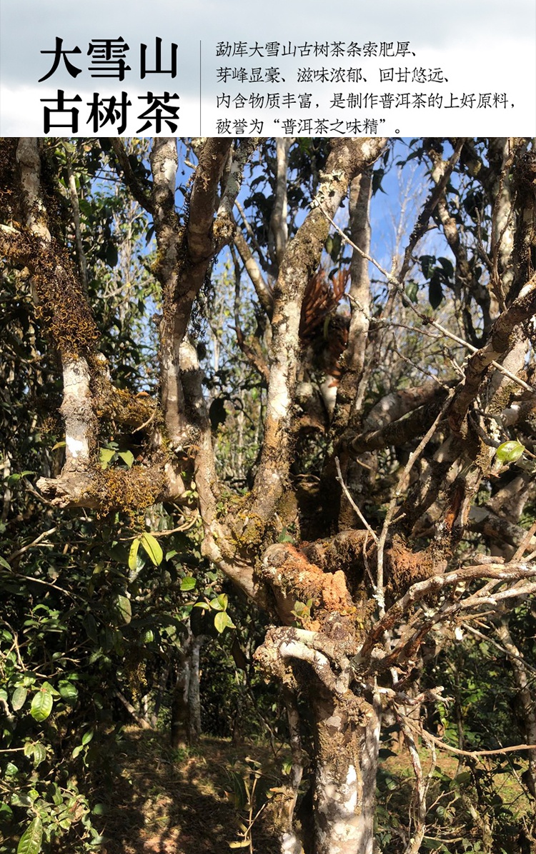 霄青竹 普洱茶生茶饼3000g临沧勐库茶区古树普洱生茶 大雪山早春生茶