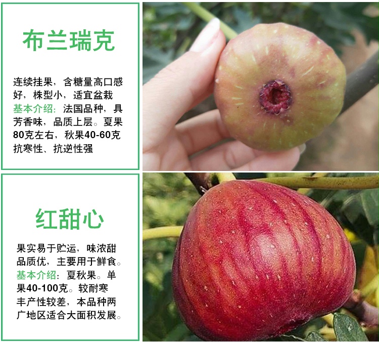 无花果树苗盆栽水果苗四季特大波姬红南北方阳台种植地栽当年结果
