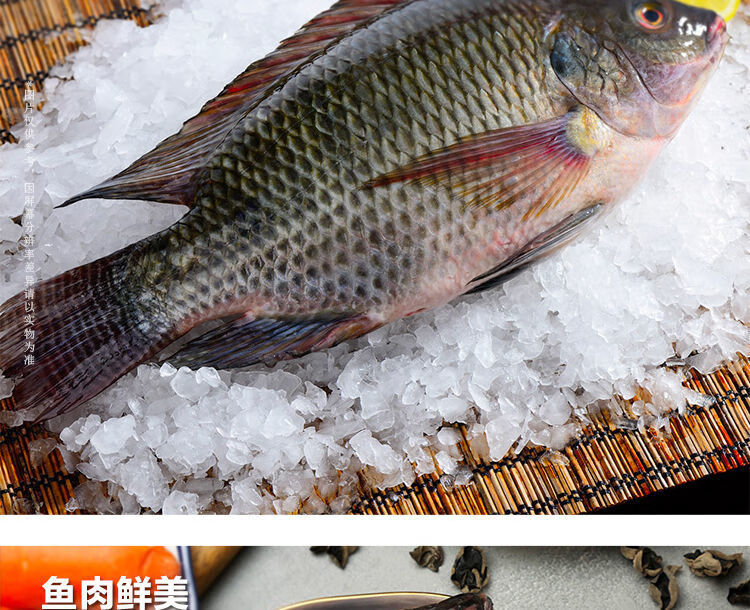 罗非鱼冰冻新鲜活鱼现杀罗飞淡水鱼福寿鱼烧烤鱼腾旺纳跃2条1斤顺丰