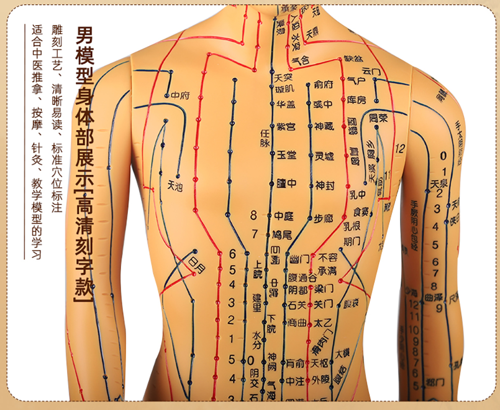 中研太和 人体针灸模型经络穴位中医全身十二经络铜人模特图小人扎针