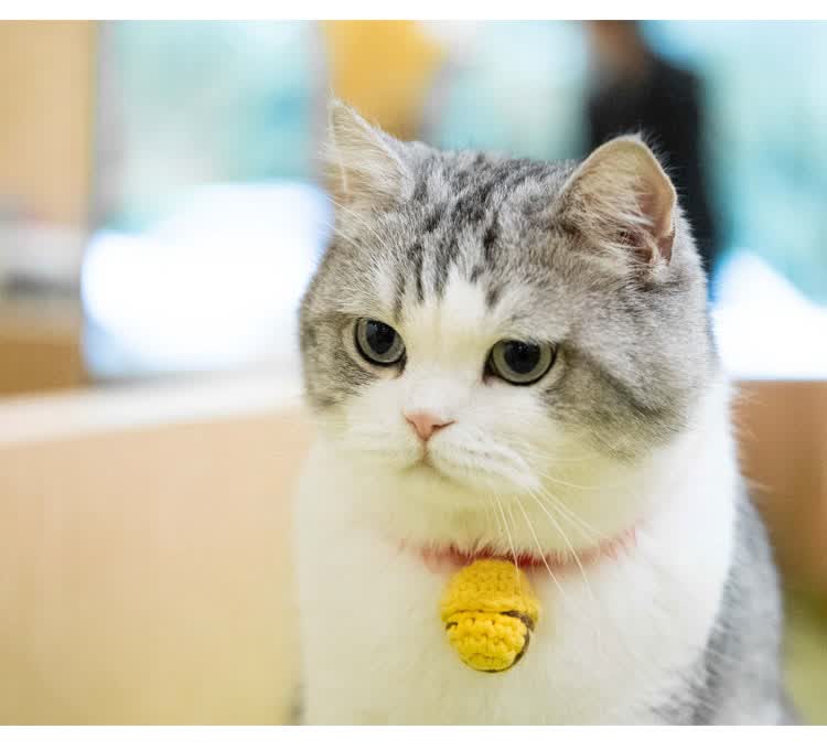 江湖有大头颈圈围脖同款猫咪铃铛可调节狗狗饰品手工针织宠物深蓝均码