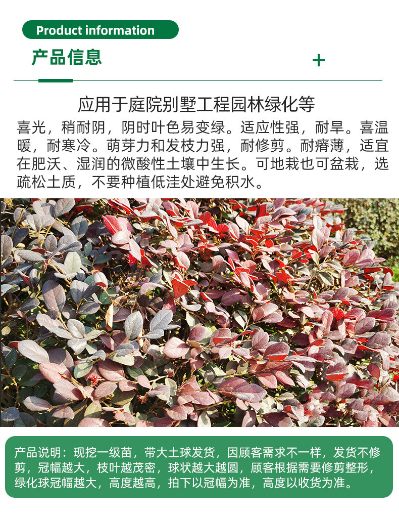 红花继木球红花檵木树苗老桩盆景庭院园林绿化带工程苗木围墙植物继木