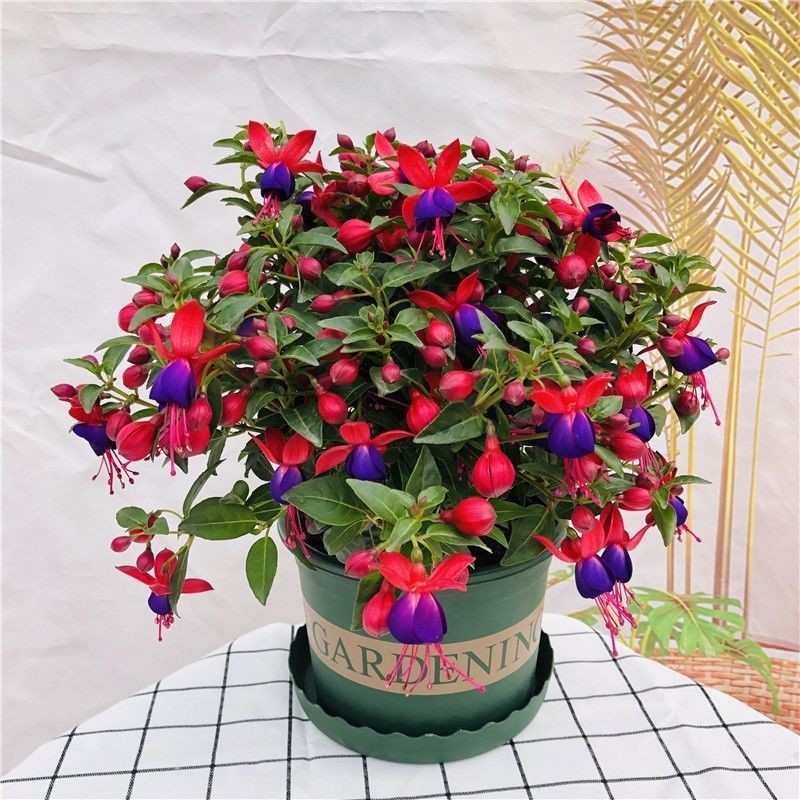 (爆盆带花苞)倒挂金钟宝莲灯花盆栽吊钟海棠灯笼花大苗 红壳紫心一盆