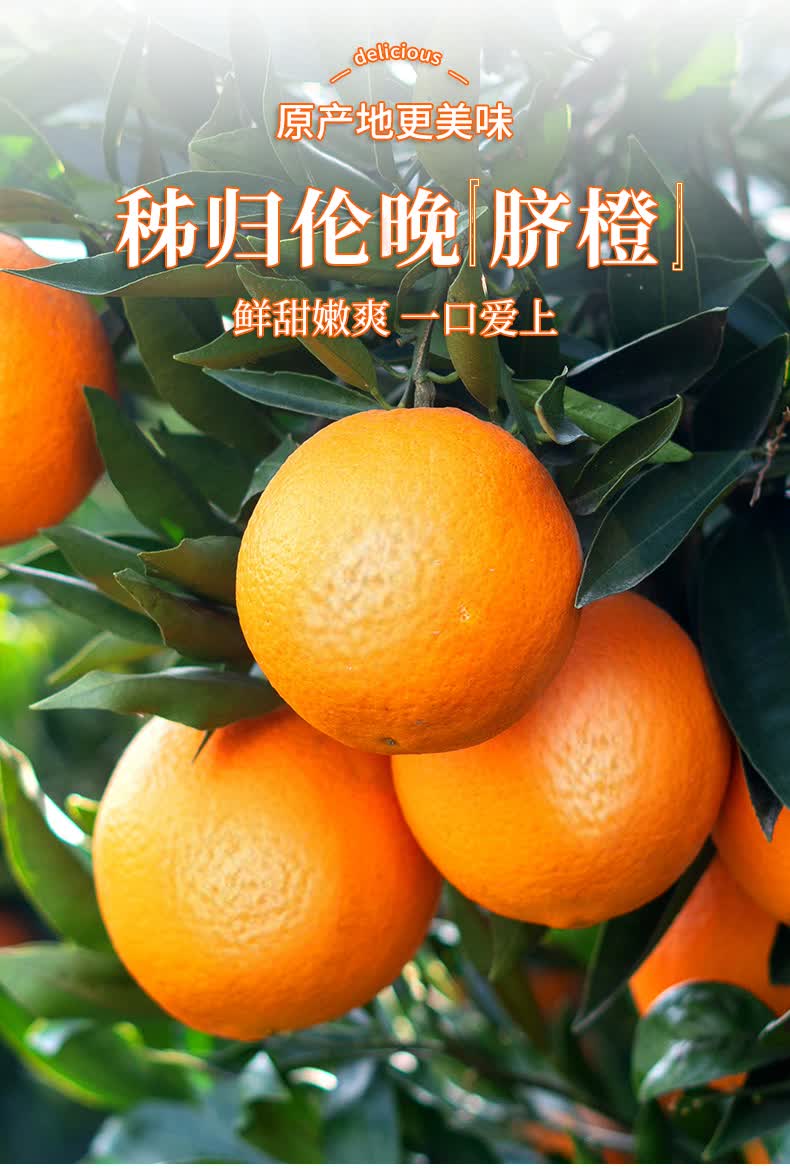 顺丰直达正宗湖北秭归伦晚脐橙三峡宜昌春橙9斤新鲜橙子水果当季大果