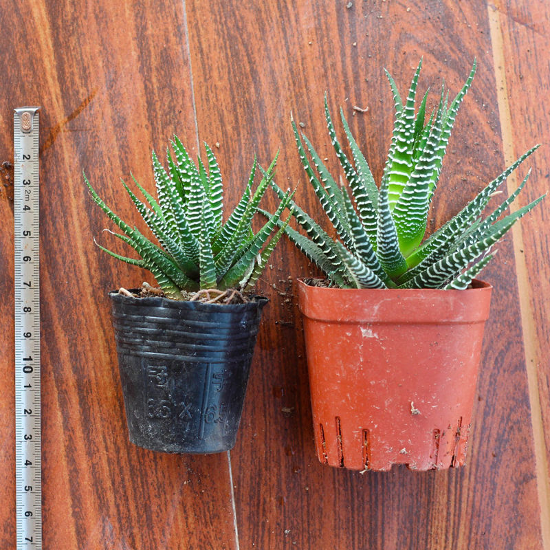 【】条纹十二卷多肉植物芦荟仙人掌办公室内桌面小盆栽 条纹十二卷