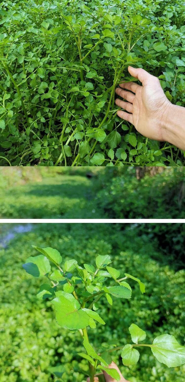 顺丰速运农家西洋菜广东西洋菜山泉水种植采摘西洋菜新鲜西洋菜1000g