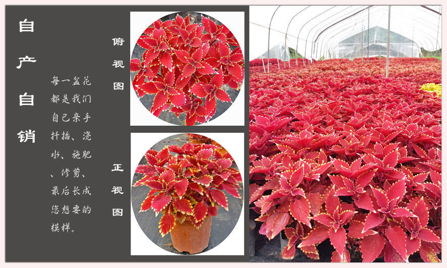 物鲜仙子 彩叶草盆栽花卉五彩苏观叶植物室内阳台庭院清心草办公室好