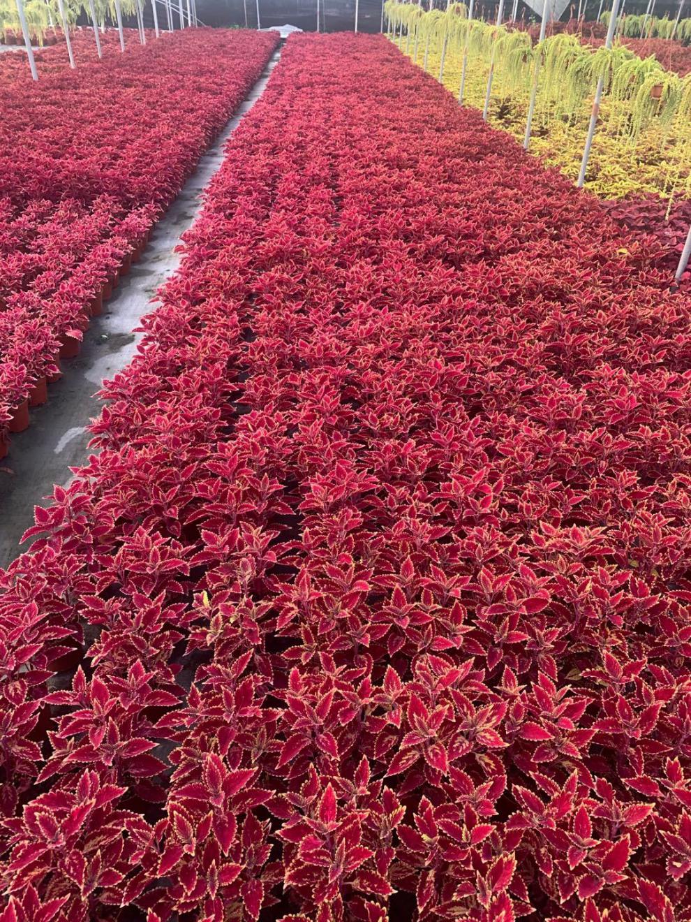 室内阳台庭院清心草办公室好养绿植 红色金边 加仑盆 托盘(大)【图片