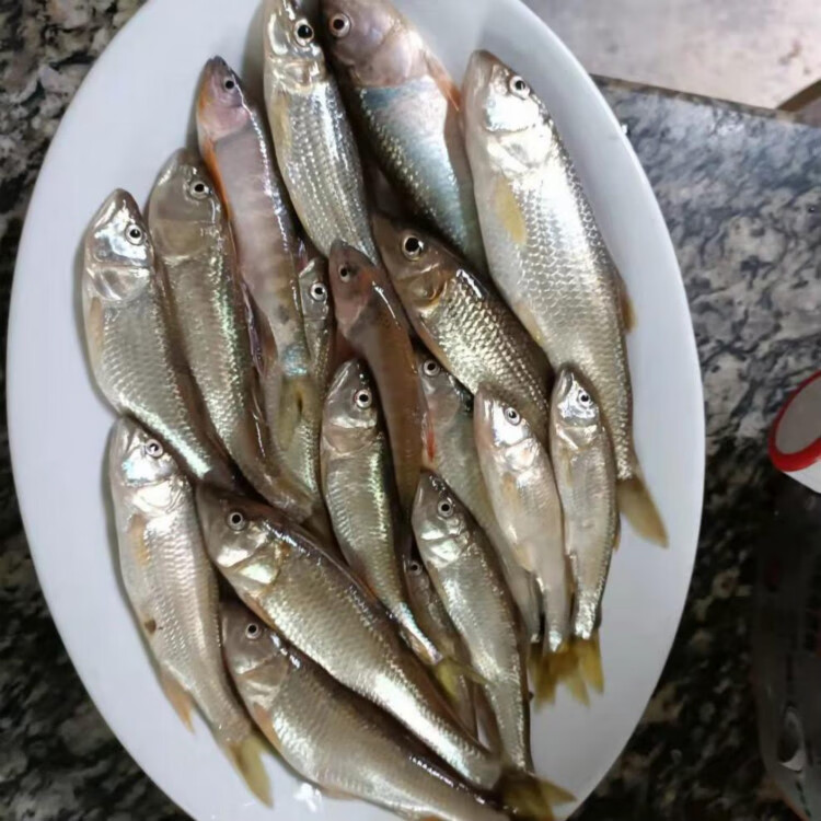 现杀鲜活马口鱼 小河鱼桃花鱼 新鲜溪流鱼 淡水鱼 马口鱼 桃花鱼 半斤