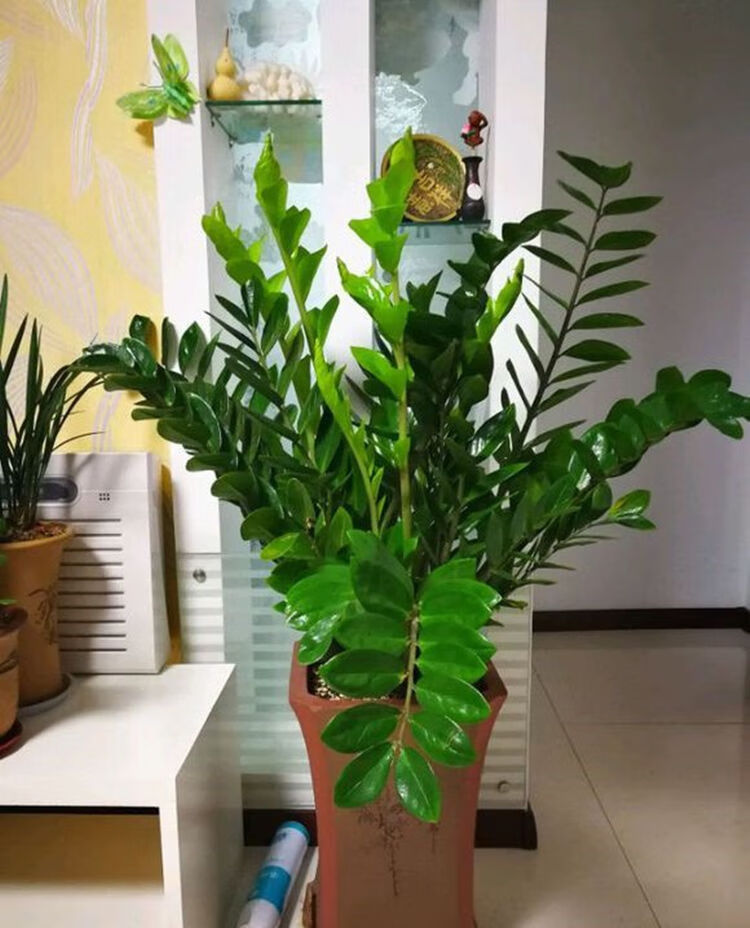 网红金钱树钱串子室内客厅大绿植盆栽花卉办公室观叶热带常青植物80