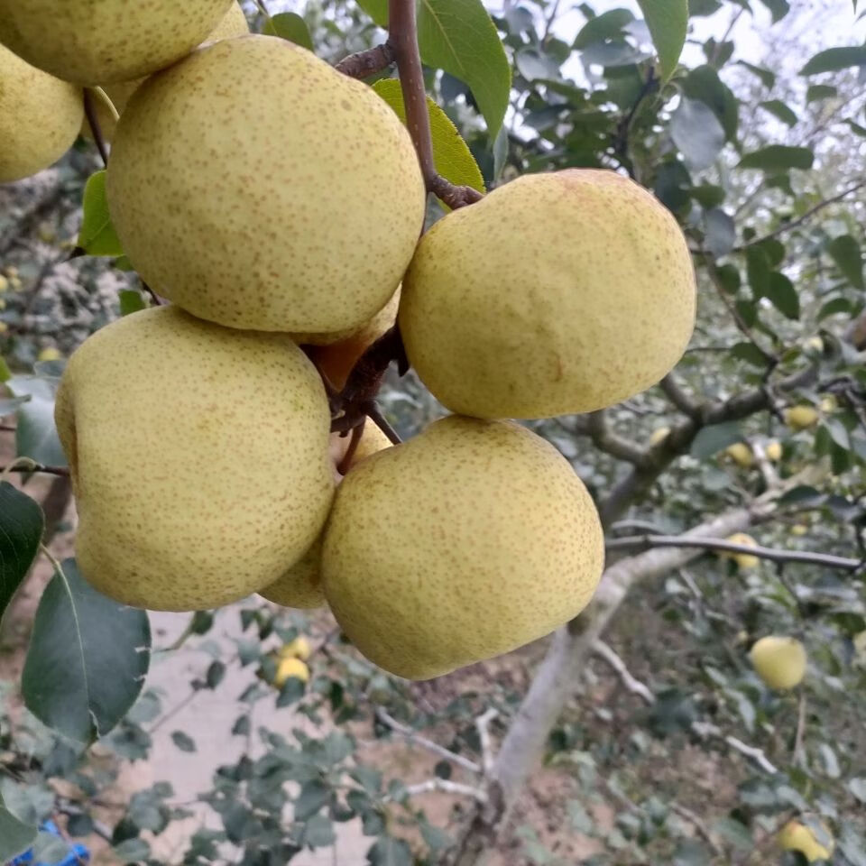 宁陵酥梨 河南商丘特产谢花酥梨贡梨石桥金顶老树秋梨白酥梨子水果当