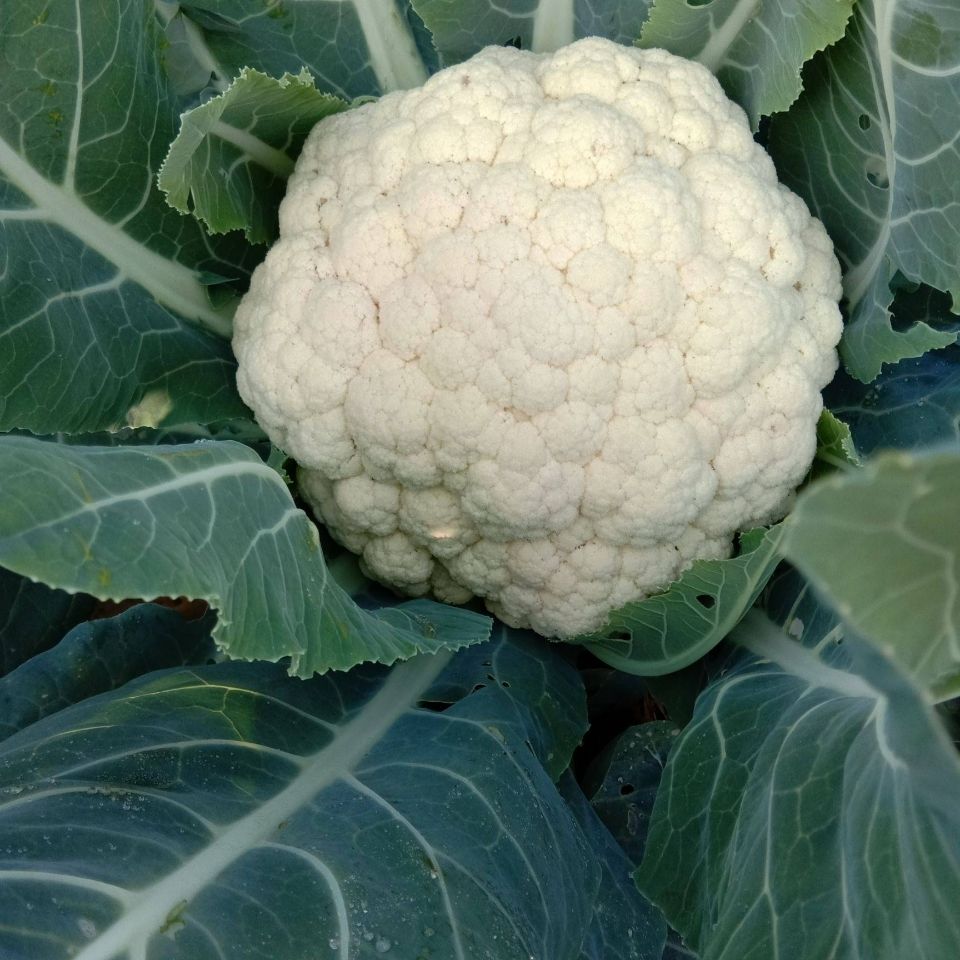 云南高山白花菜花椰菜菜花蔬菜新鲜现摘新鲜花椰菜白花菜白面花菜