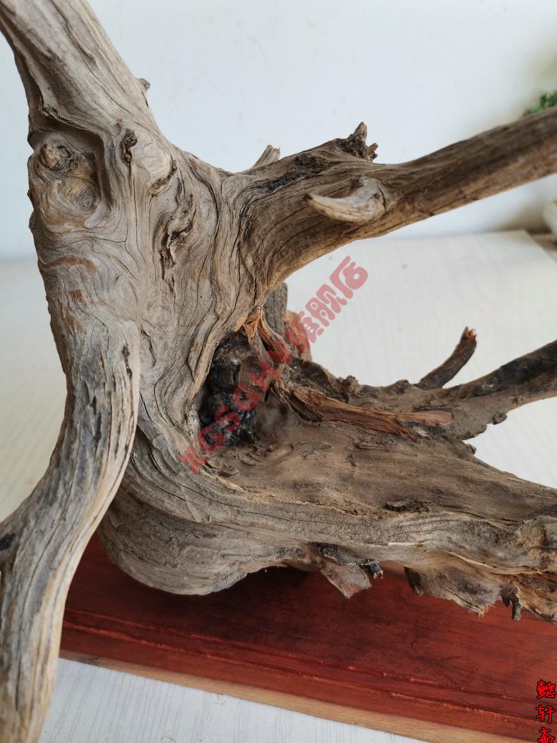 2022新款pvc内牙活接太行崖柏摆件根雕崖柏毛料原料陈化料红白料树根