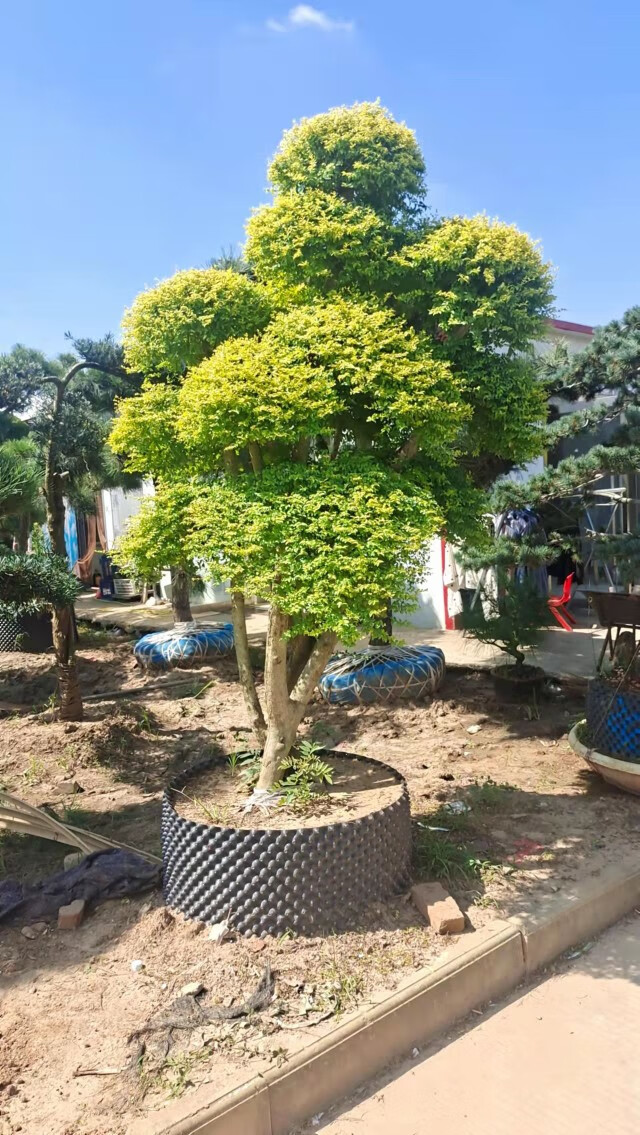 亮晶女贞造型树庭院别墅工程绿化金黄色老桩庭院盆景四季常青17米高亮