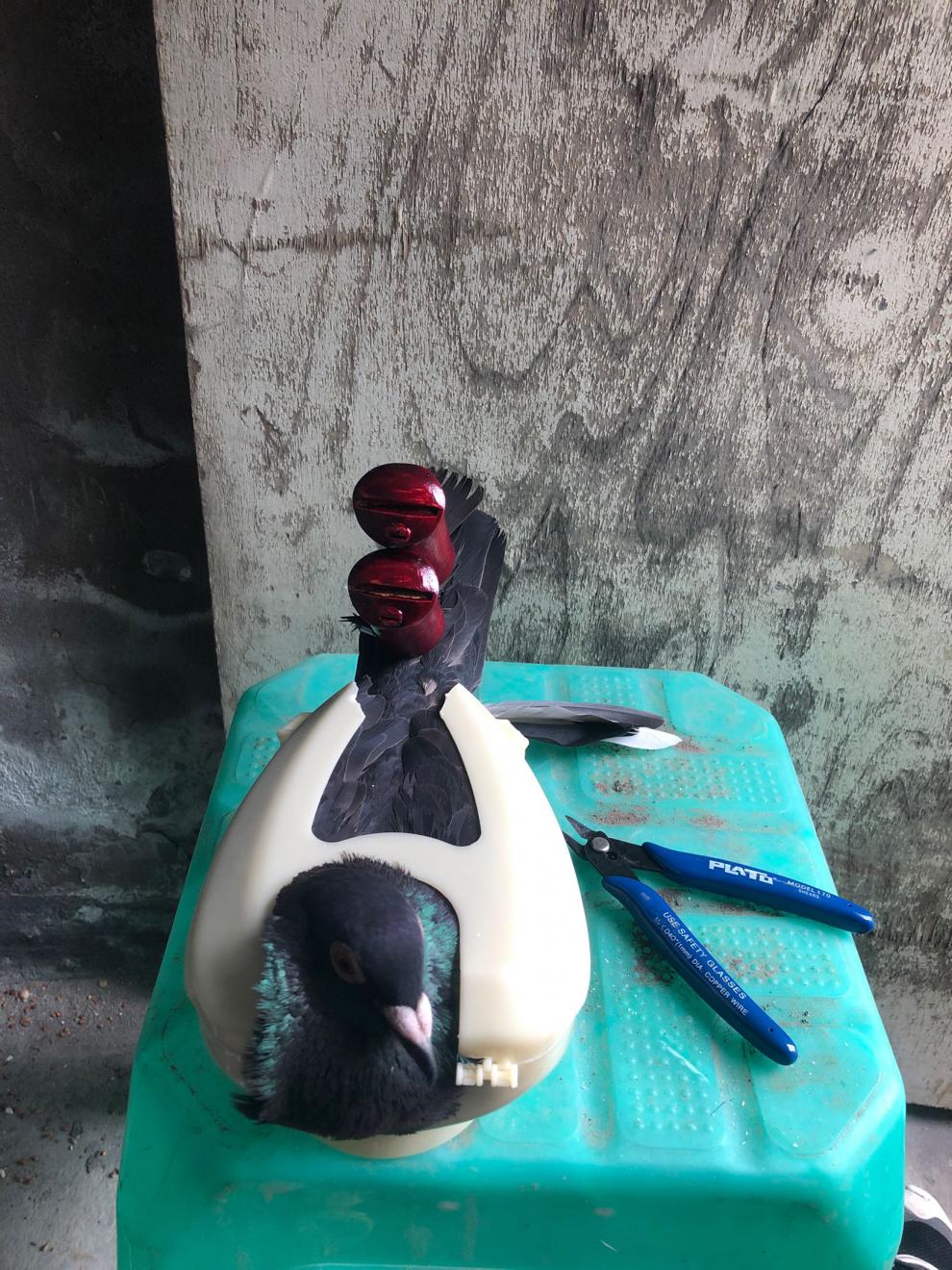 高飞超轻鸽子哨子三连音塑料竹筒老北京鸽哨竹筒七音尾哨1个卡环别针