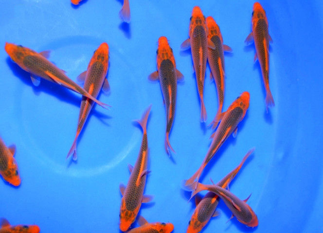 松叶红松叶锦鲤活体风水鱼冷水鱼 金松 银松9-11cm各两条【图片 价格