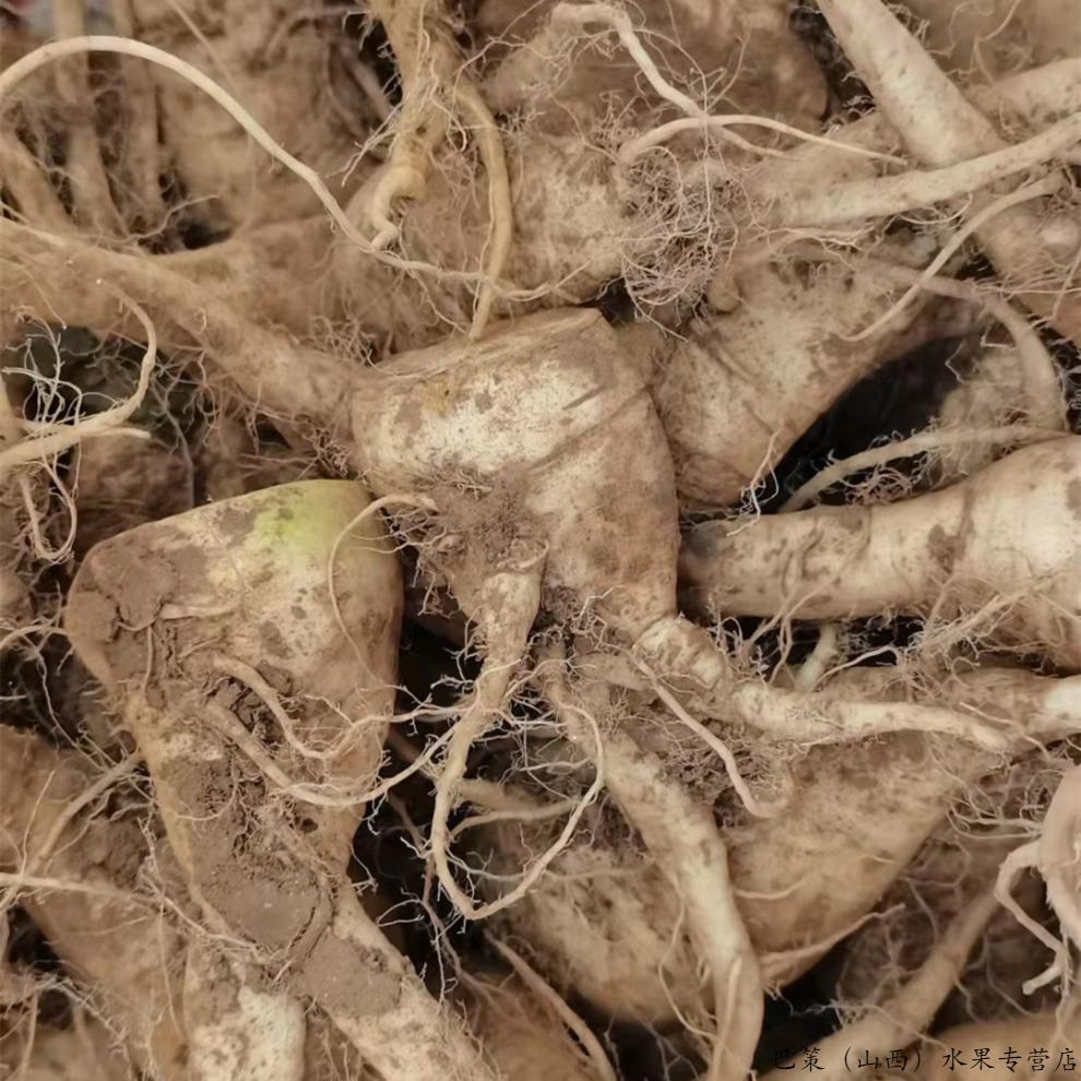 河北产地直销蔓菁猪尾巴芜菁碱性农产品食用甜面软钻地根500g