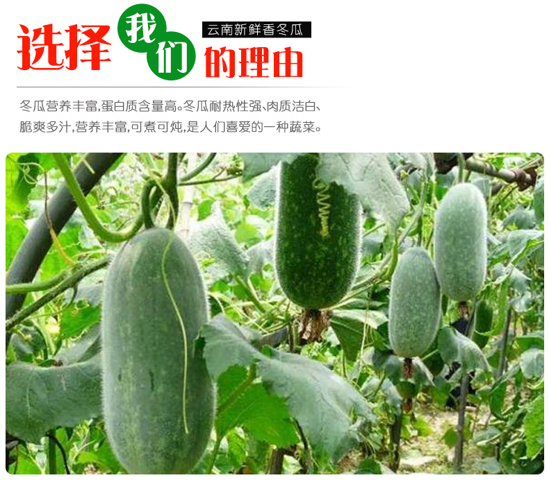 云南香冬瓜冰川翠玉袖珍迷你挂霜小冬瓜蜡粉高山糯面新鲜蔬菜清香高原
