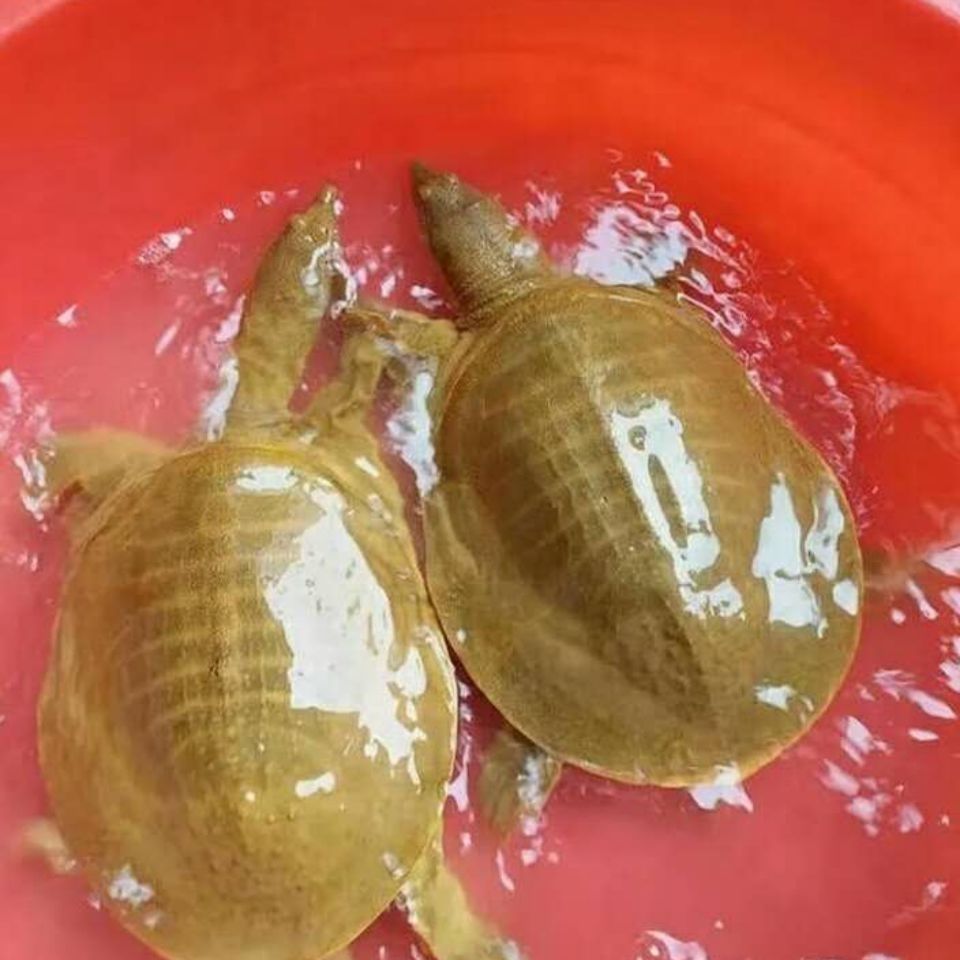 鲜美惊野外甲鱼黄河活体放养中华老鳖苗食用海鲜鲜活团鱼王八青黄背15