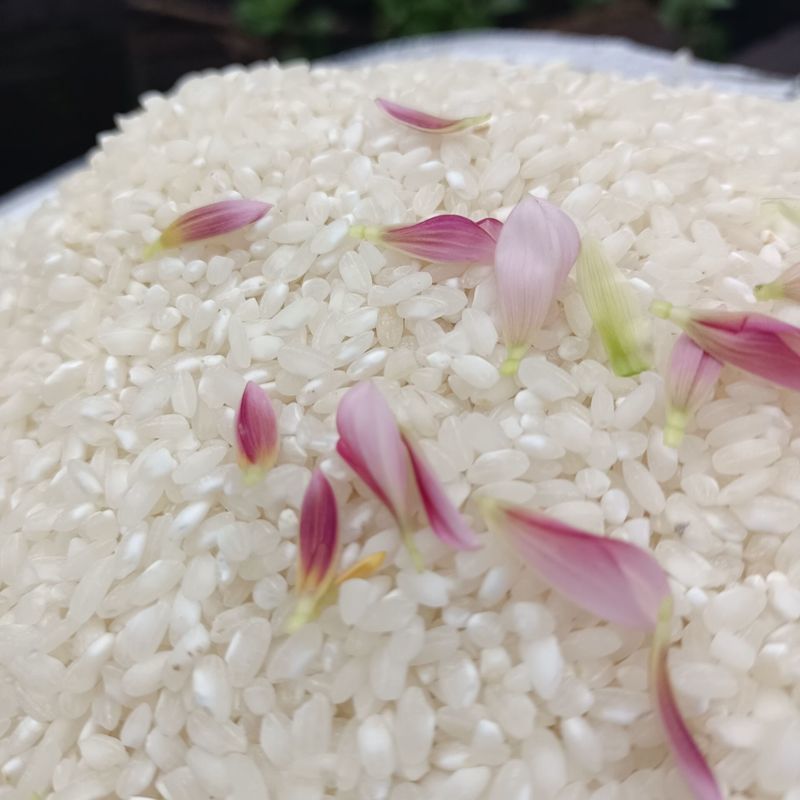 贵州农家桂朝米 多规格 贵潮米桂朝米 米皮米豆腐肠粉凉虾凉糕米粉