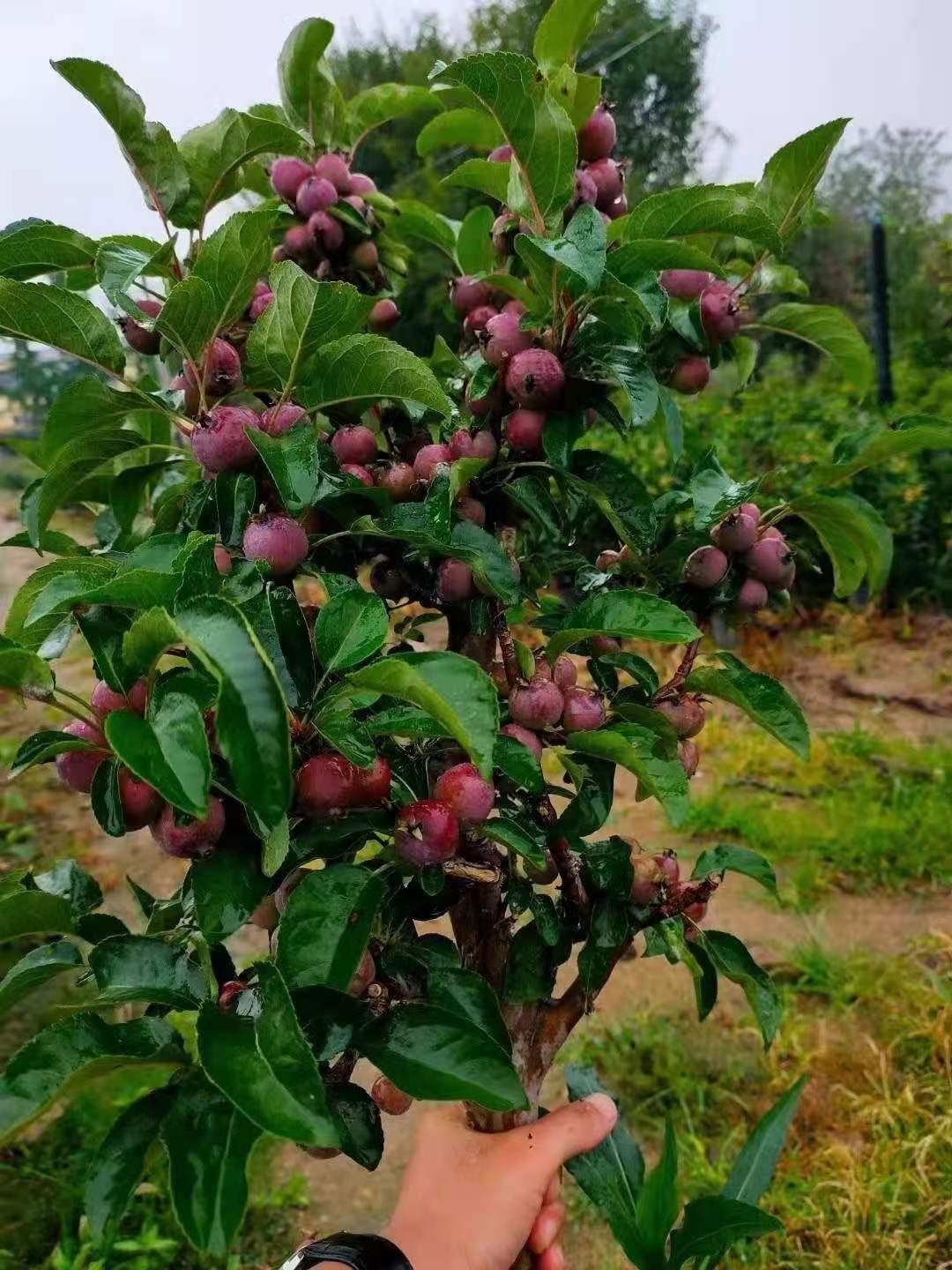 轻奢盆栽海棠冬红果海棠盆景室寒热植海棠果阳台盆景易成活盆景抖音网