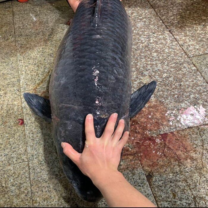 lism千岛湖野生螺蛳青鱼大青占鱼武昌鱼淡水鱼鲜活现杀青鱼20斤