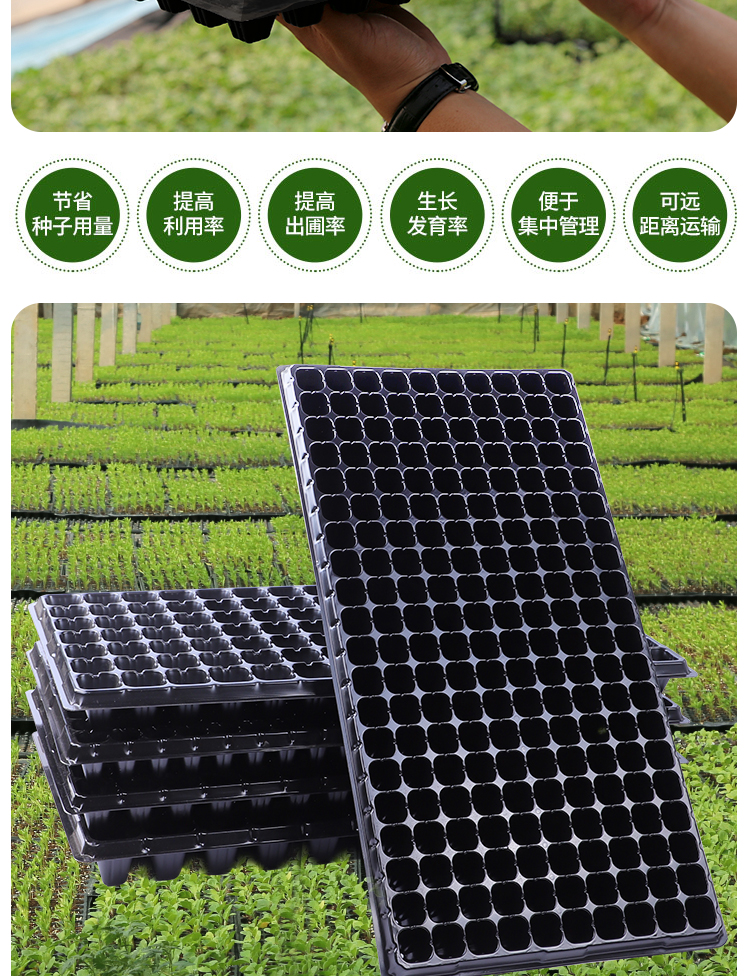 玉米辣椒西红柿育苗托盘 育苗盘育苗穴盘扦插盘育苗盆育苗神器蔬菜