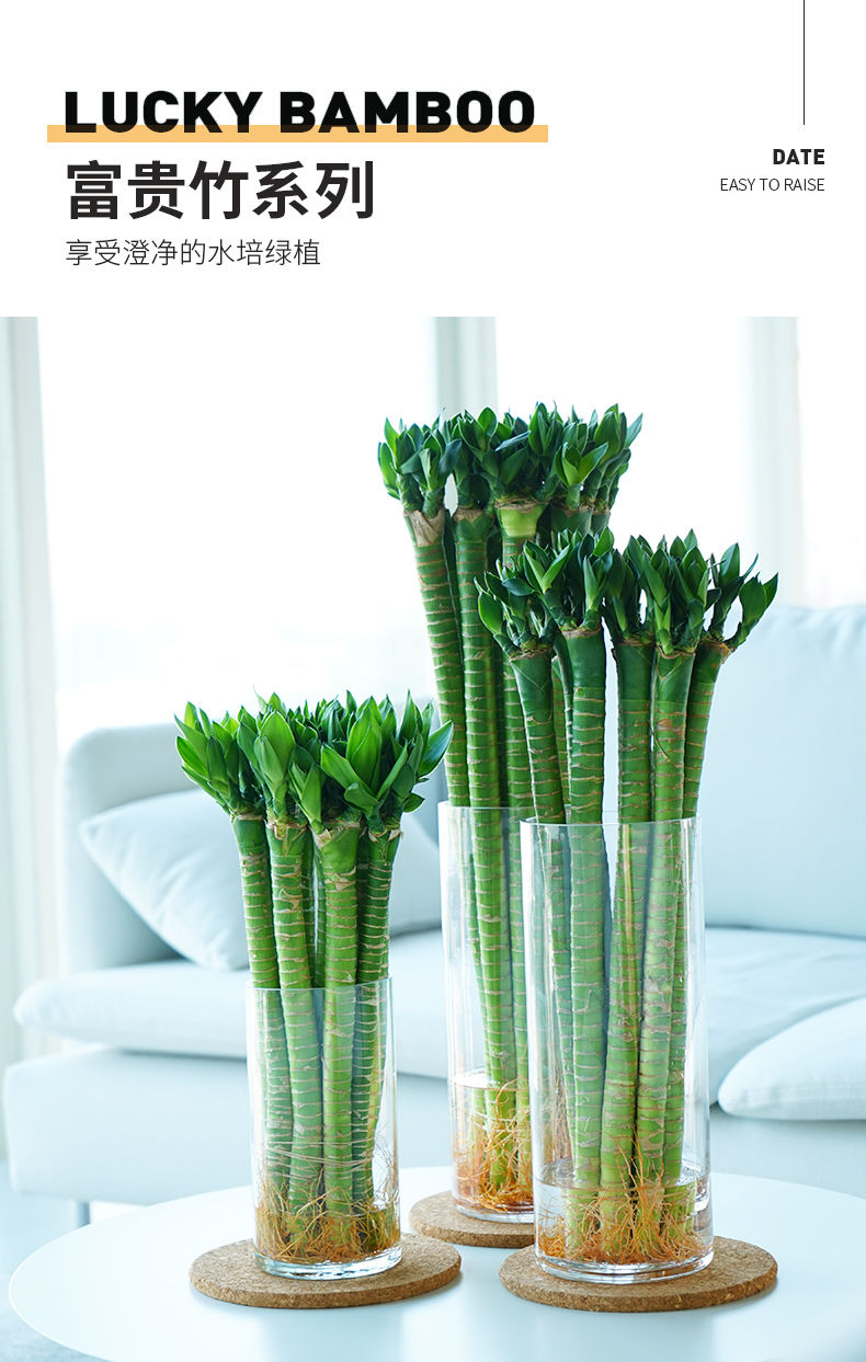 【精品绿植】富贵竹水培室内植物开运转运龙竹荷花竹桌面客厅带根盆栽