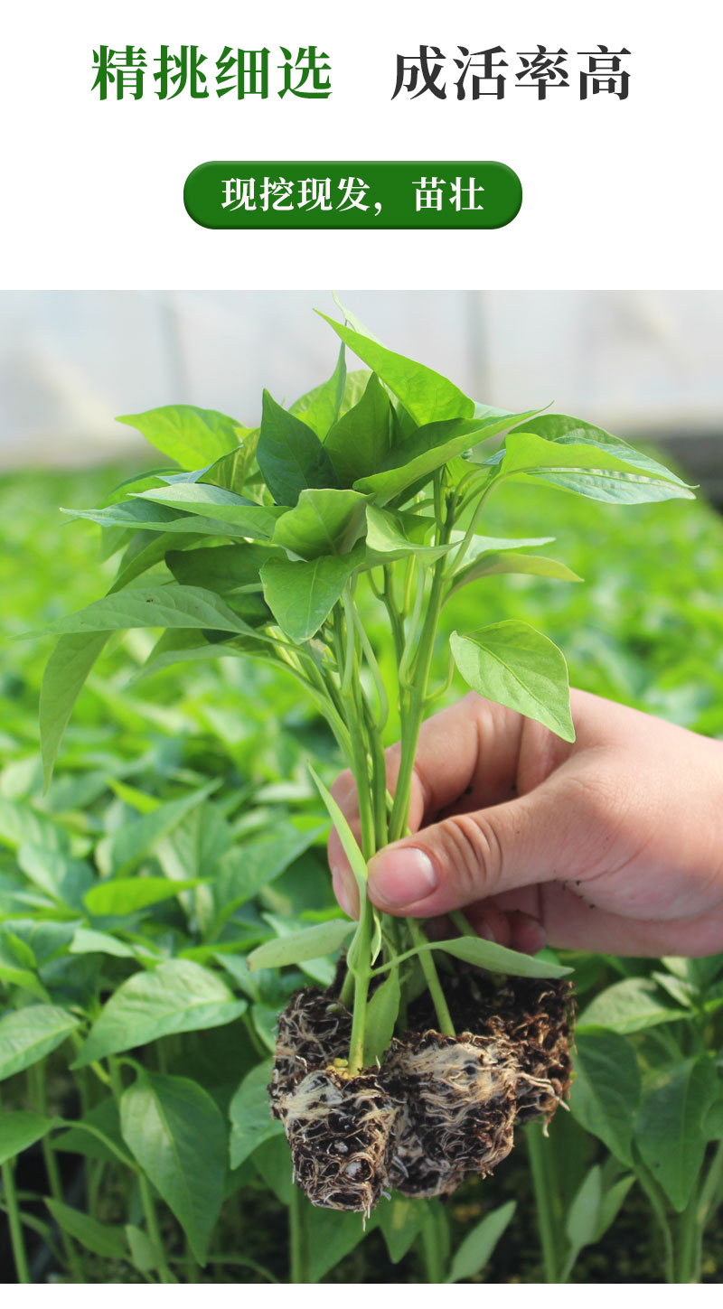 四季西瓜菜苗西红柿黄瓜幼苗辣椒盆栽番茄秋季秧苗花生柿子番茄苗6棵