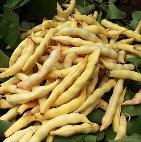 东北油豆角黄金钩豆角新鲜鼓豆豆角勾勾黄豆角空运直达新鲜勾黄3斤