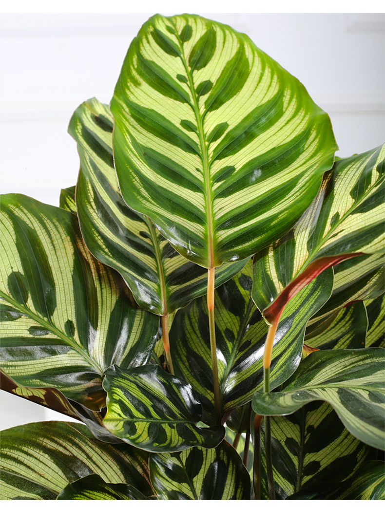 植物花办公室内红美丽好养易活四季常青绿植观叶花卉 大颗孔雀竹芋