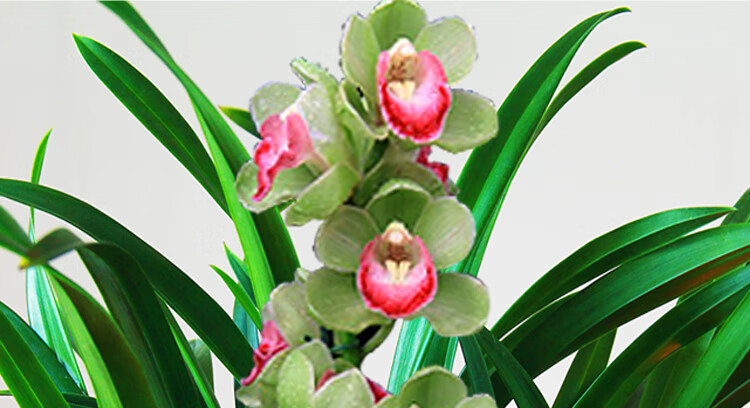 矮种兰花苗朵云盆栽浓香室内花卉观花植物卧室客厅花茶几兰草金龙冠5