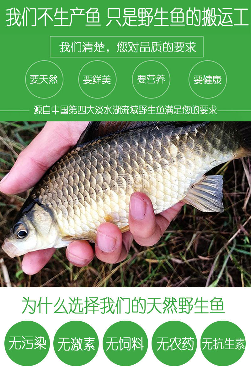 lism野生鲫鱼正宗鲫鱼鲜活新鲜淡水鱼现杀炖汤五斤装一斤2到3条