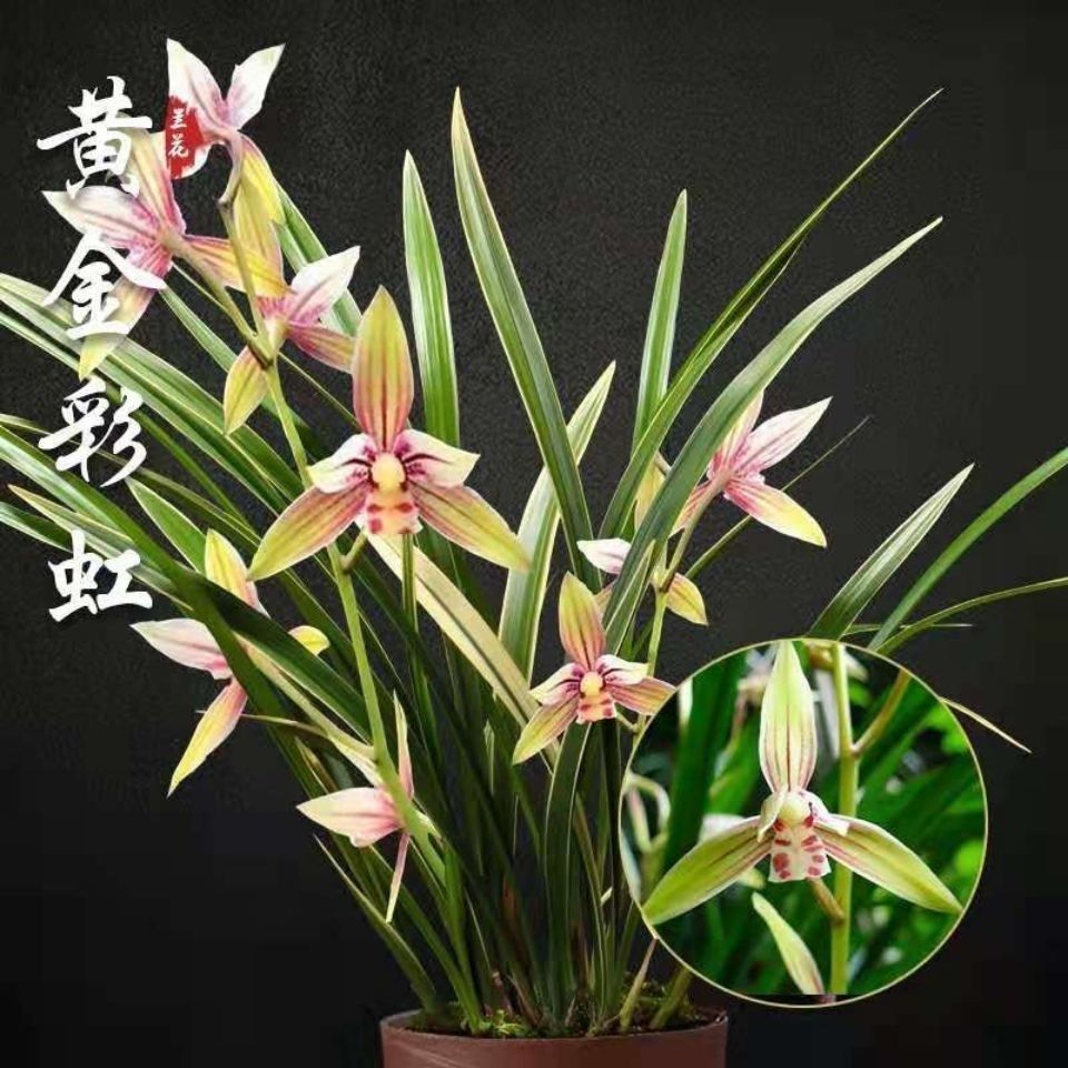 兰花 七仙女 四季兰 浓香兰花苗花卉 大凤素 1苗新手试养【图片 价格