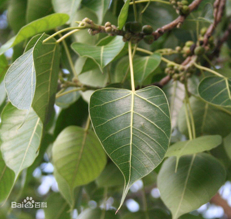 菩提树苗金刚菩提树苗庭院绿化菩提子树盆栽地栽根部10公分粗苗其他