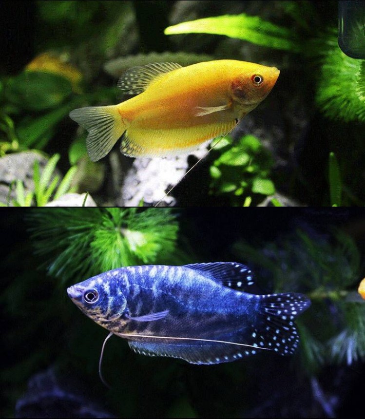 吃蛋白虫黄蓝曼龙鱼马甲鱼五彩丽丽鱼曼龙球水族宠物耐养活体2cm珍珠