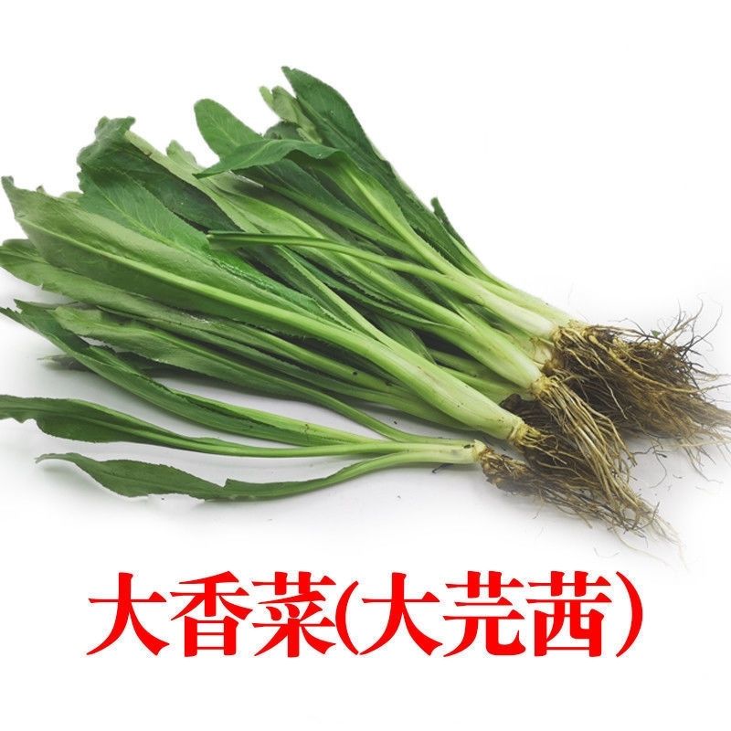 新鲜大芫茜大芜荽广东香菜芜荽刺芜荽假芜茜大香菜250克 半斤【图片