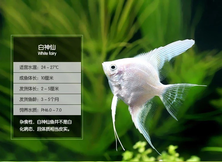 秘鲁七彩神仙鱼活体观赏鱼燕鱼秘鲁红头玻璃墨燕小型鱼苗套餐3cm白