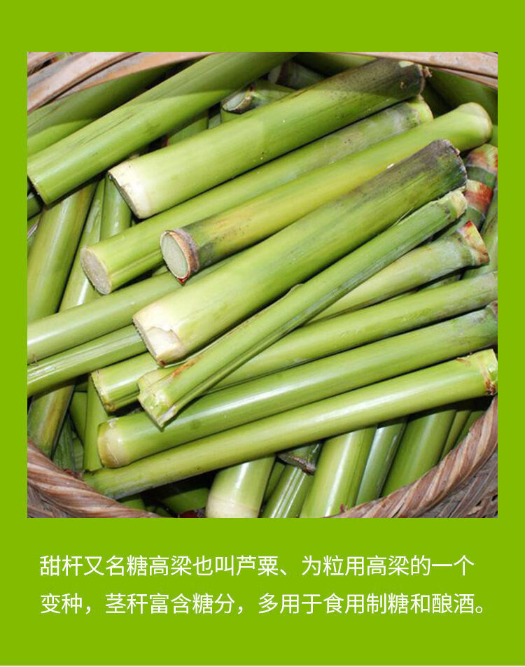 超甜甜杆种子春夏秋季播甘甜多汁水果甜高粱籽北方甜杆小甘蔗种子
