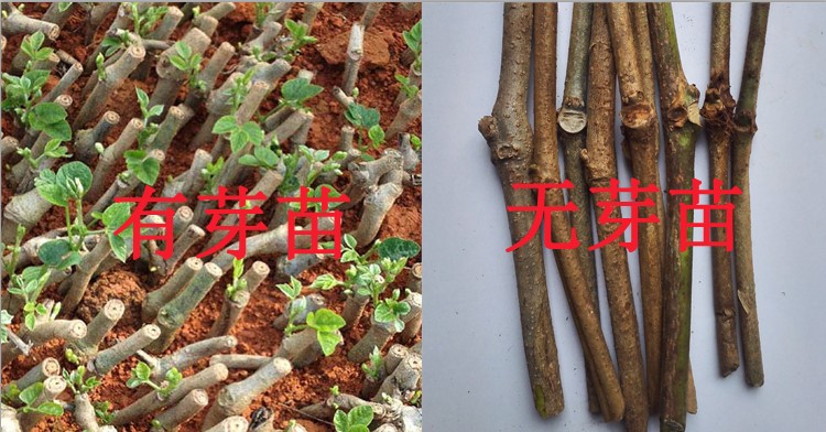 谏仰无渣高产粉葛种苗粉葛苗葛根种春季菜葛粉葛苗 葛根苗 种植 葛根