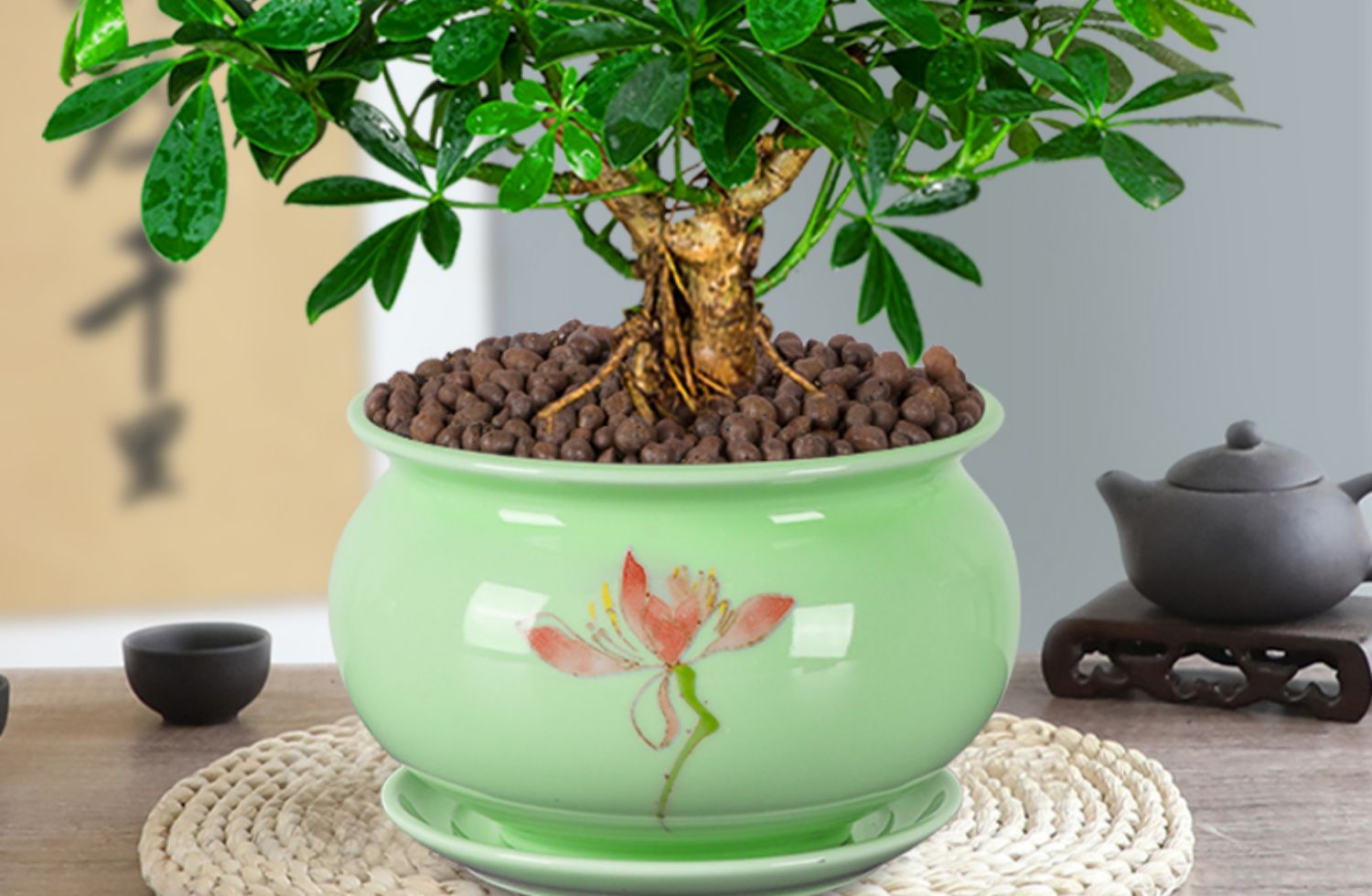 睿格达 七叶莲招财树植物水培盆栽水栽鸭脚木老桩室内盆景属虎小绿植