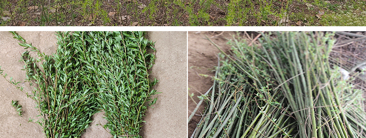 垂柳黄金柳金丝垂柳小苗柳树枝条杨柳树苗垂柳苗竹柳树苗绿化树苗 10