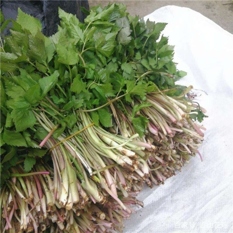 东北新鲜大叶芹山菜现挖野生山野菜纯野生绿色山野芹菜顺丰 500g