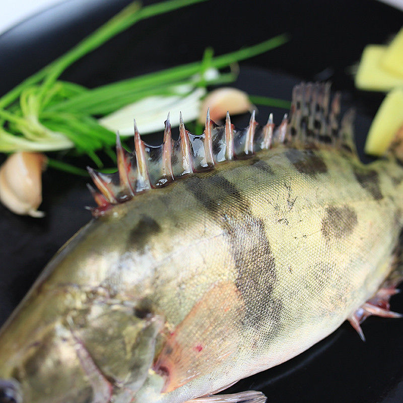 鲜活淡水桂鱼鳜鱼桂花鱼季花鱼500g新鲜活体速冻变质包赔两条合计27斤