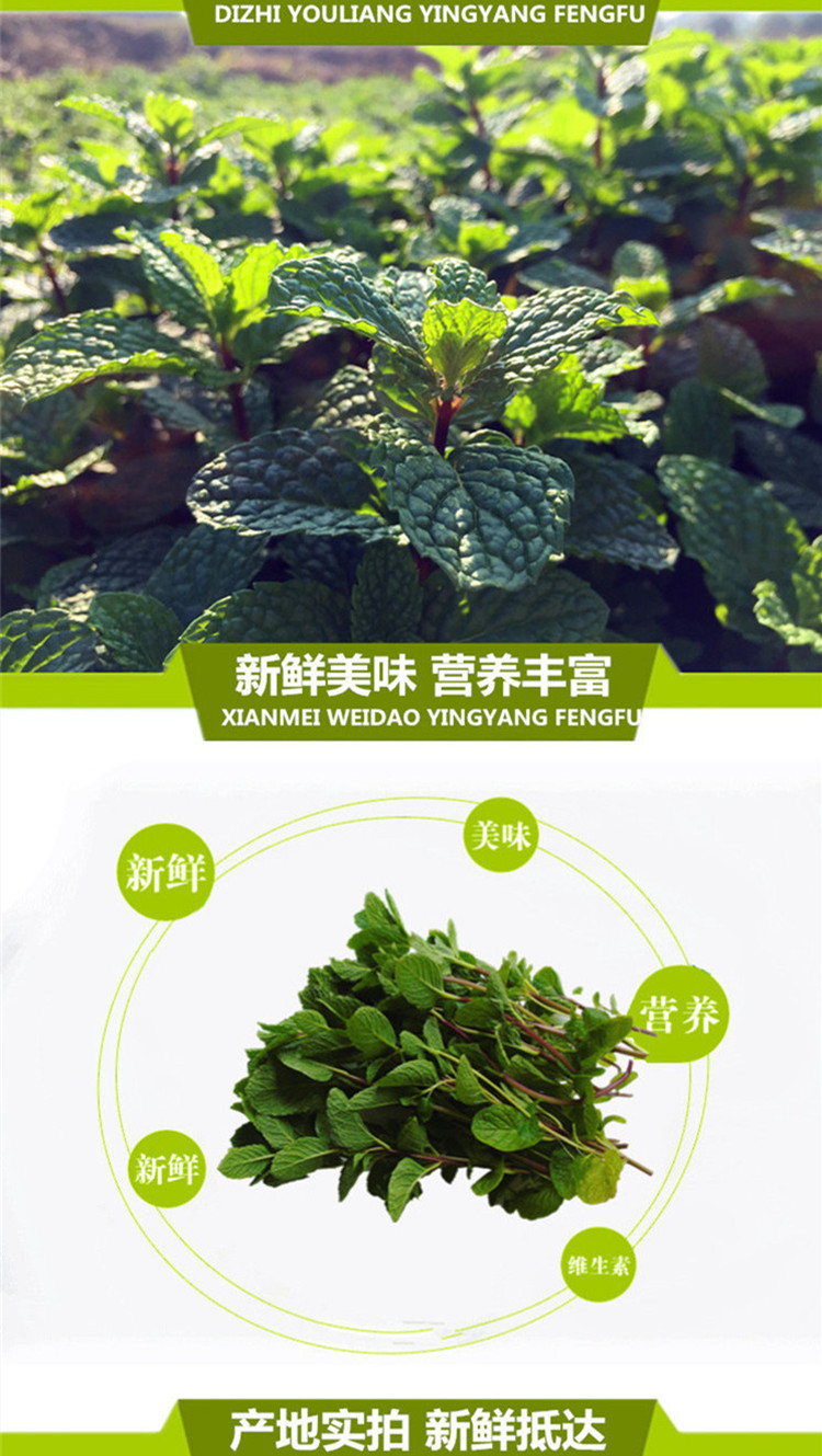 青樱红荔桑叒新鲜薄荷叶食用鱼香食香菜薄荷健康新鲜薄荷留兰香大叶