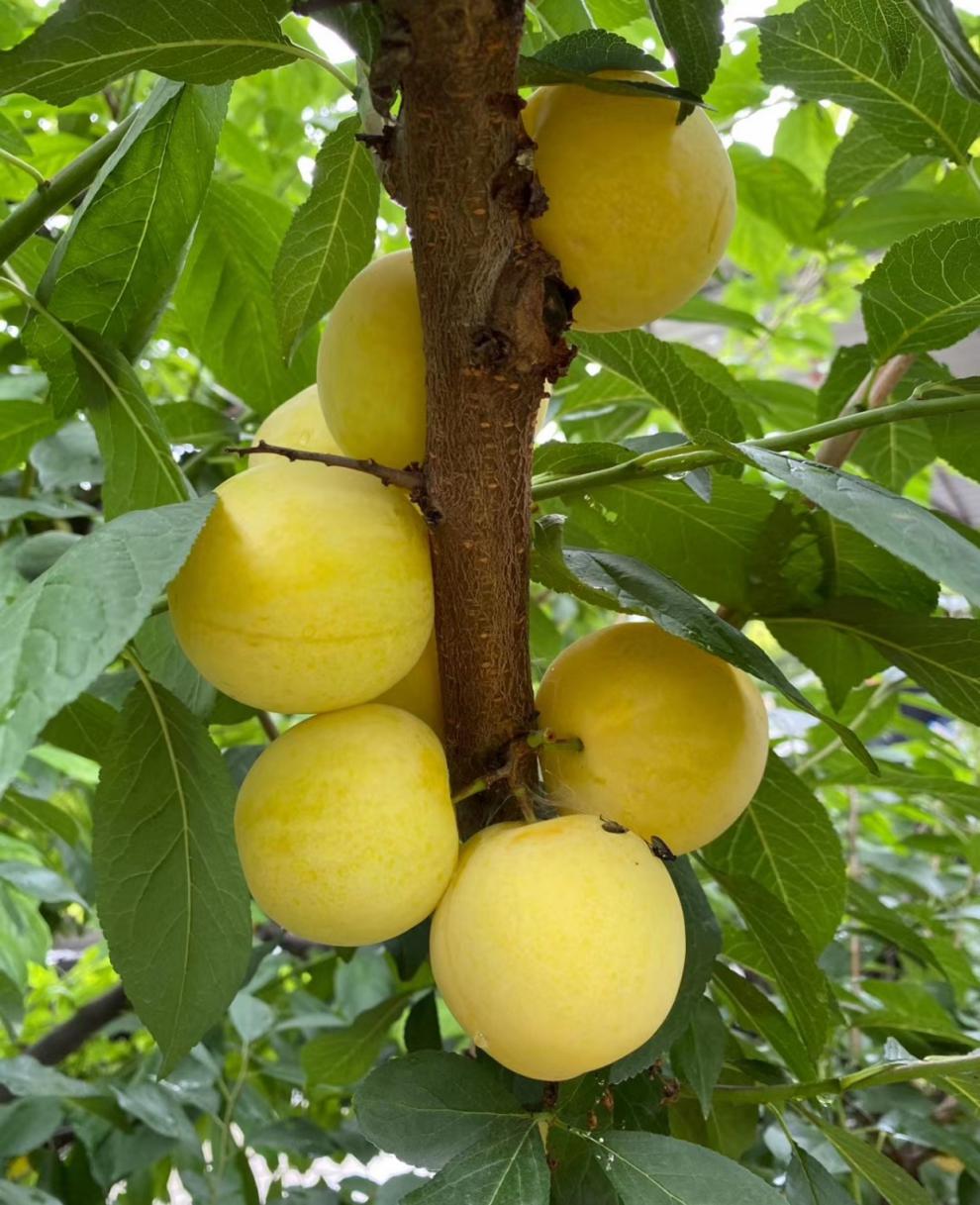 纯甜桃花李四川黄金奈李蜂蜜冰糖甜李新鲜玉皇李子汉源水果 5斤特大果