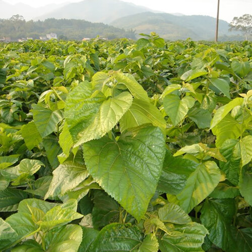 现摘特嫩新鲜桑叶蚕宝宝卵饲料蚕桑小蚕活蚕幼蚕金丝活体桑树苗桑